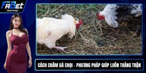 Cách Chăm Gà Chọi - Phương Pháp Giúp Luôn Thắng Trận