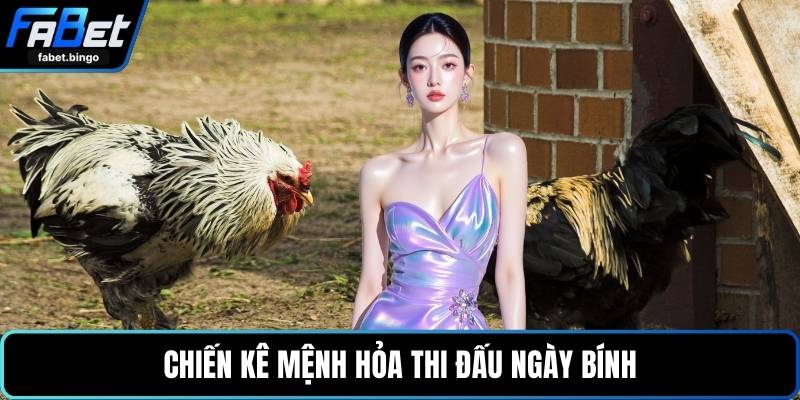 Chiến kê mệnh Hỏa thi đấu ngày Bính