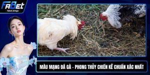 Màu Mạng Đá Gà - Phong Thủy Chiến Kê Chuẩn Xác Nhất