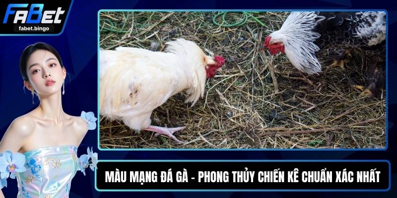 Màu Mạng Đá Gà - Phong Thủy Chiến Kê Chuẩn Xác Nhất